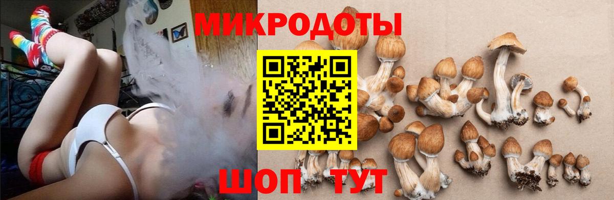 Петрозаводск  Галлюциногенные грибы Psilocybe  что такое   Вход с VPN 